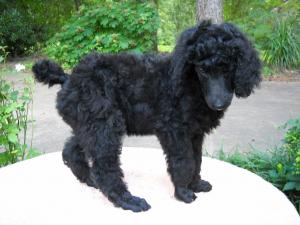 AKCStandardPoodlepuppys